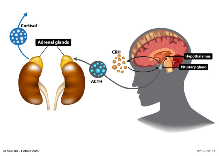 ᐅ Hypophyse und Nebennieren die Schaltzentrale des Hormonsystems