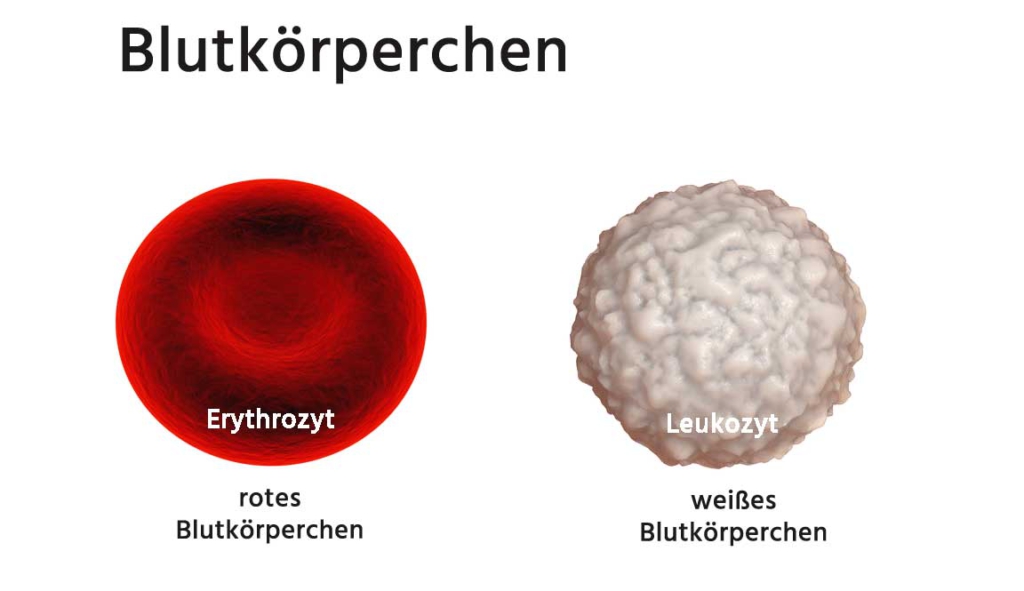 Rote Und Weiße Blutkörperchen Im Urin Ohne Beschwerden www.laborwerte.info